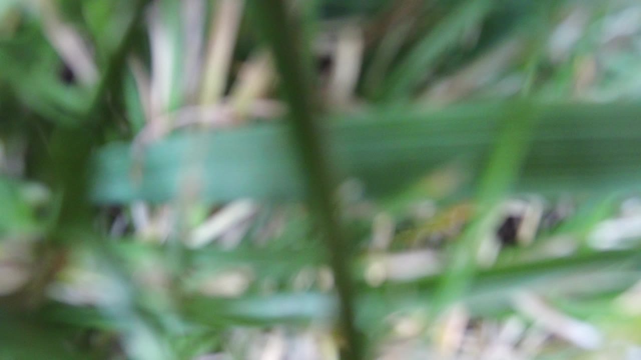 Soft-focus green plant blades fill the first frame from Hidden Lake, Colorado, with pale stems in the background and no visible people.