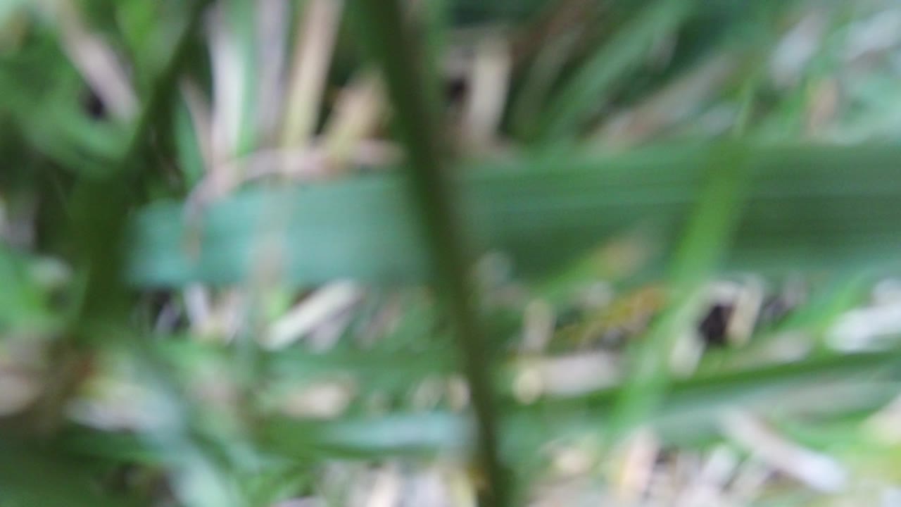 Out-of-focus green foliage with pale highlights