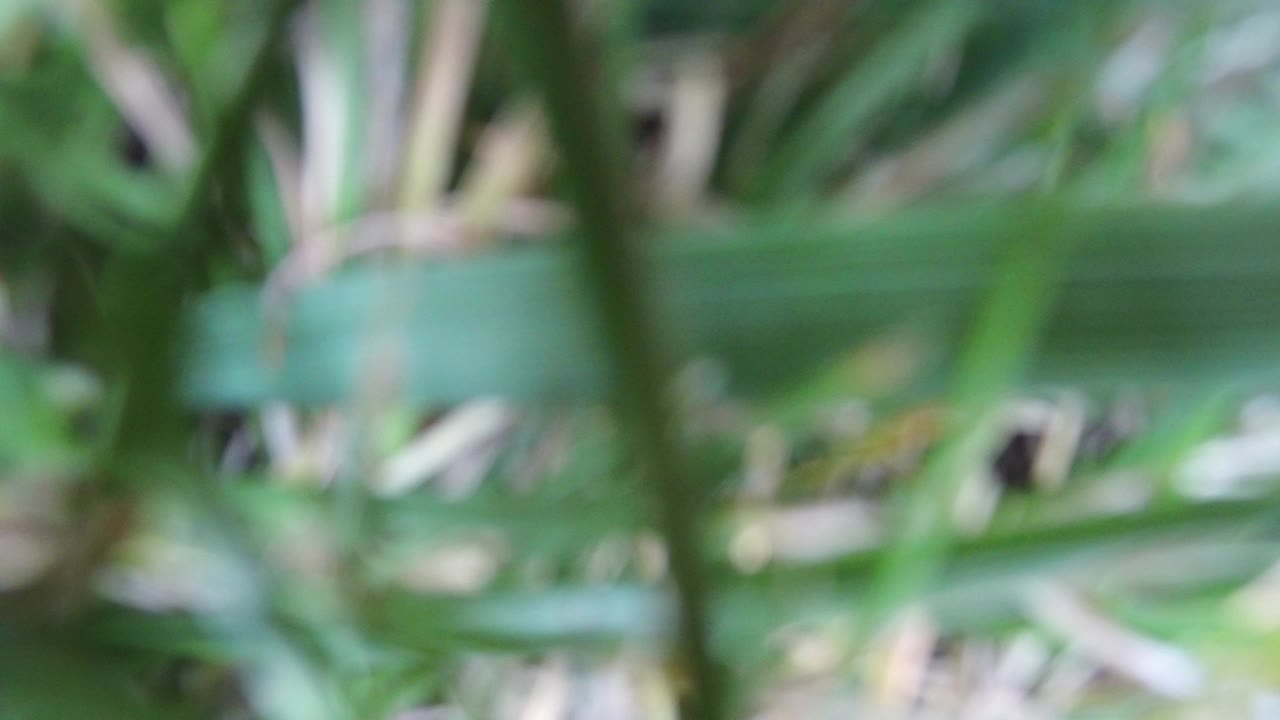 At 0:00, blurred green plant blades and pale dry grass fill the Hidden Lake Colorado frame with no visible people.