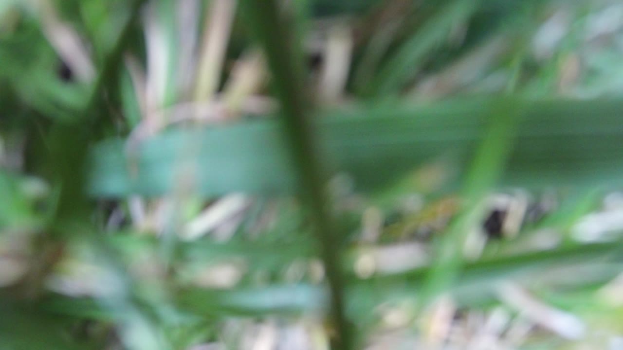 Soft-focus green plant blades filling the frame