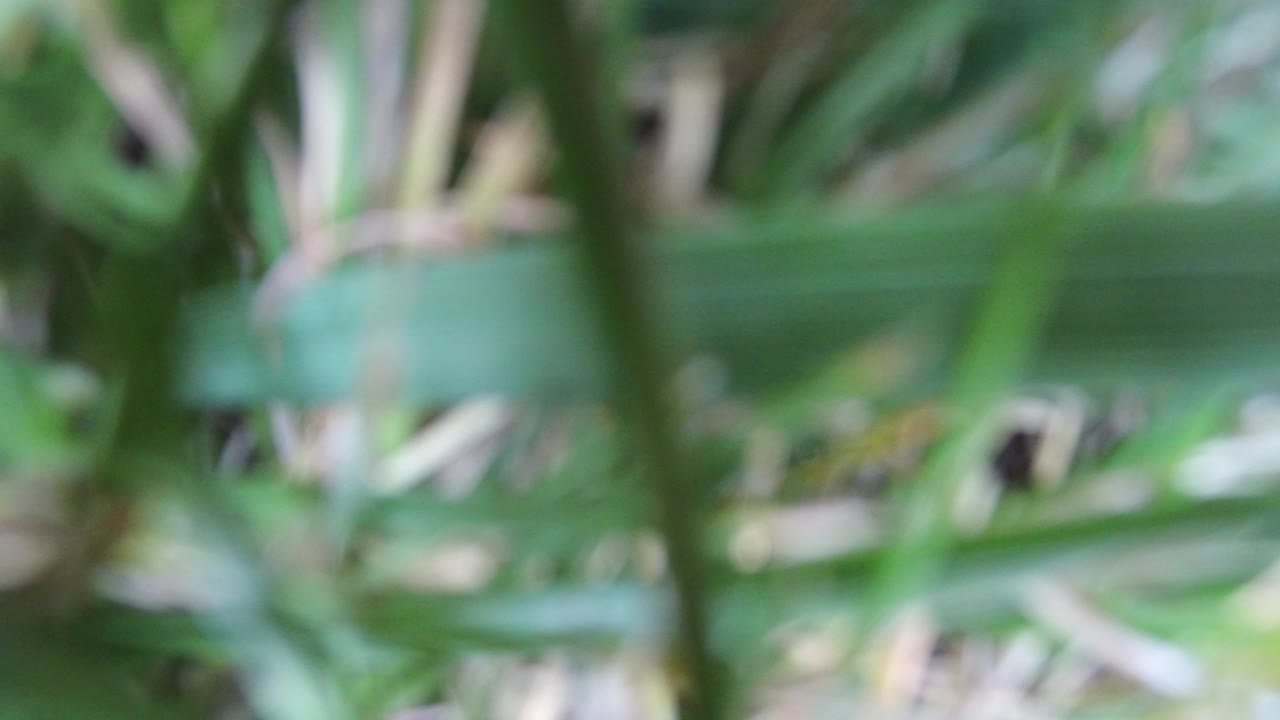 Soft-focus green grass blades filling the frame