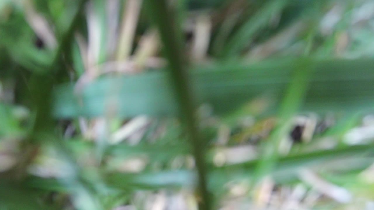 Blurred green grass and stems close to the lens.
