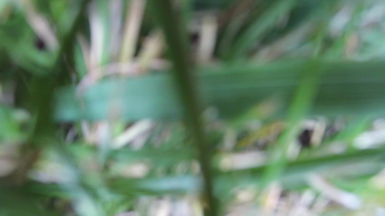 Soft-focus green plant blades and darker stems fill the opening frame from Hidden Lake, Colorado, with no visible people.
