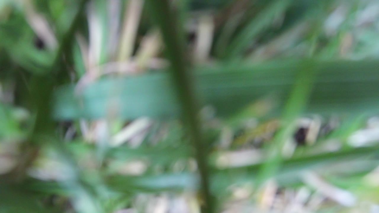 Blurred green plant blades filling the frame