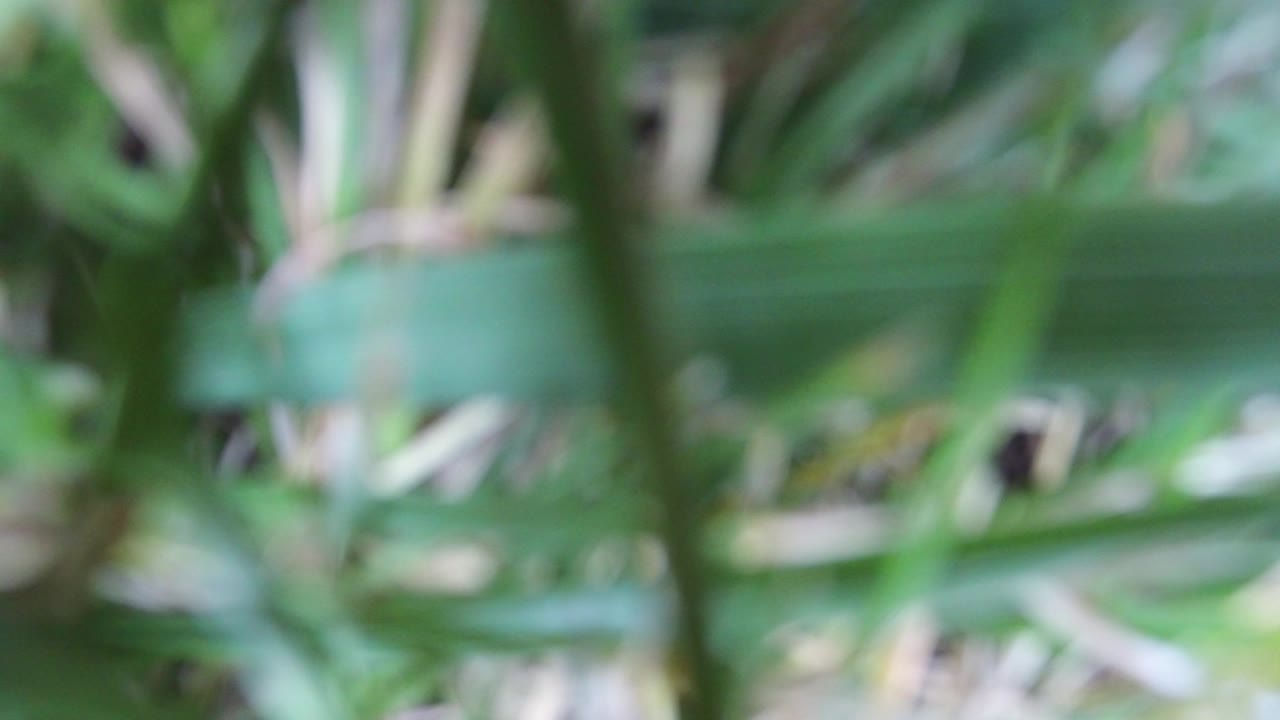 A second soft-focus view of green bush leaves in Hidden Lake, Colorado shows layered foliage and muted background shapes with no visible people.