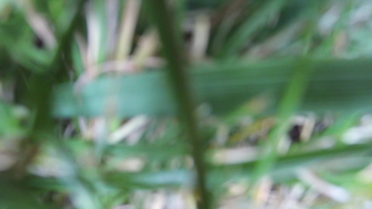 Out-of-focus green plant blades and pale stems fill the first frame from Hidden Lake, Colorado, with no visible people.
