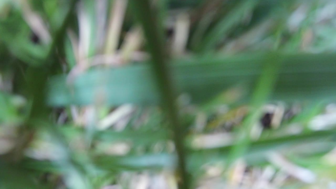 Green foliage blurred across the foreground