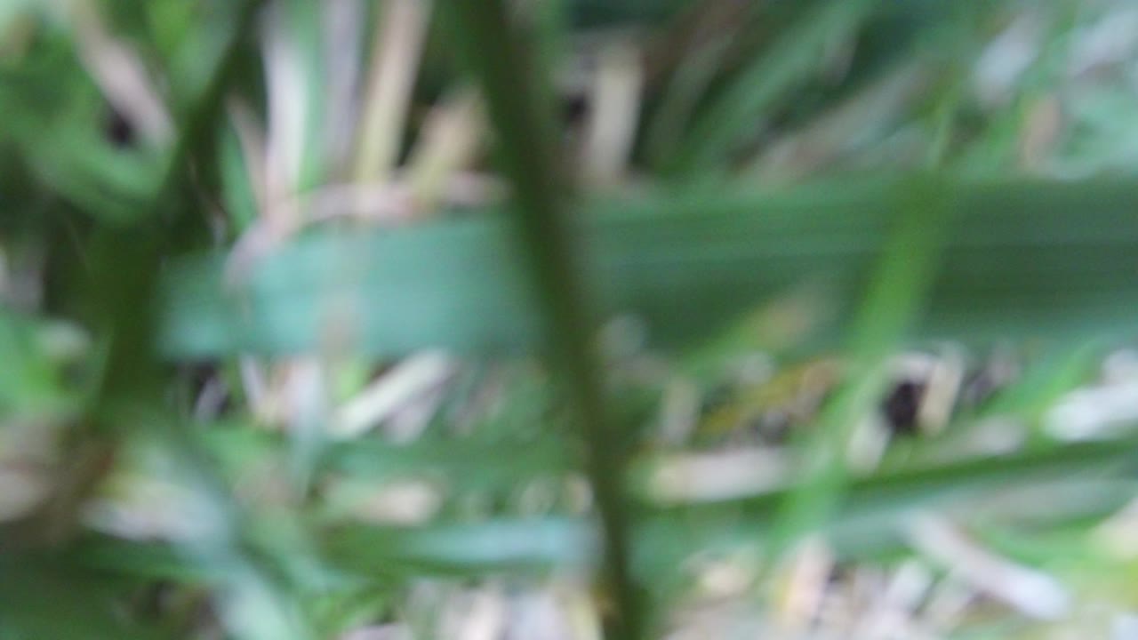 Soft-focus grass blades fill the opening frame in Hidden Lake, Colorado, with green foreground leaves, pale stems, earth tones behind them, and no visible people.