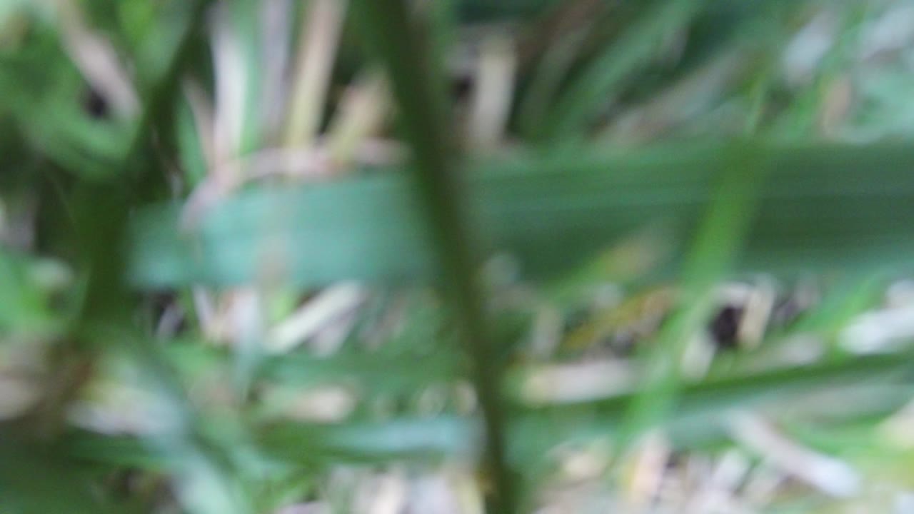 Blurred green leaves and pale dry stems filling the frame.