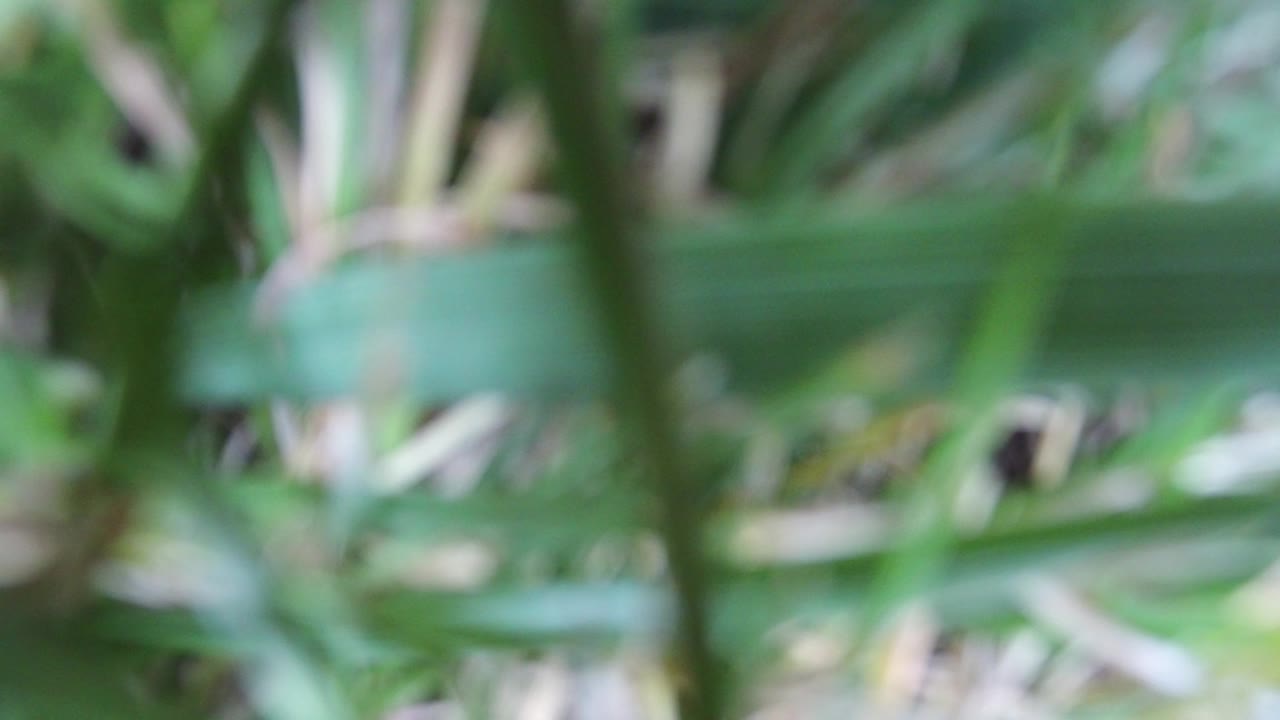 A broad out-of-focus green blade crosses the center while pale stems sit behind it in this Hidden Lake, Colorado frame, with no visible people.
