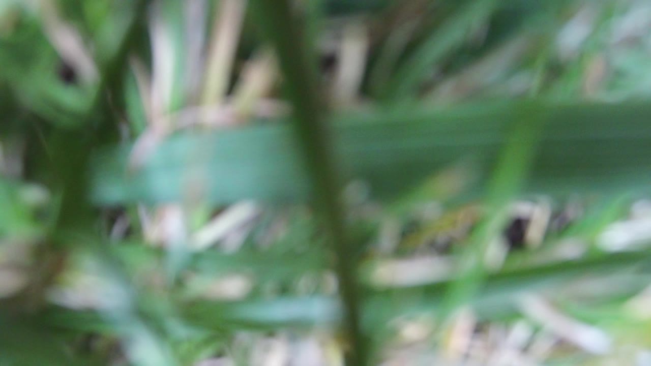 Soft-focus green grass blades and pale stems fill the opening frame of the Hidden Lake Colorado clip, with no visible people.