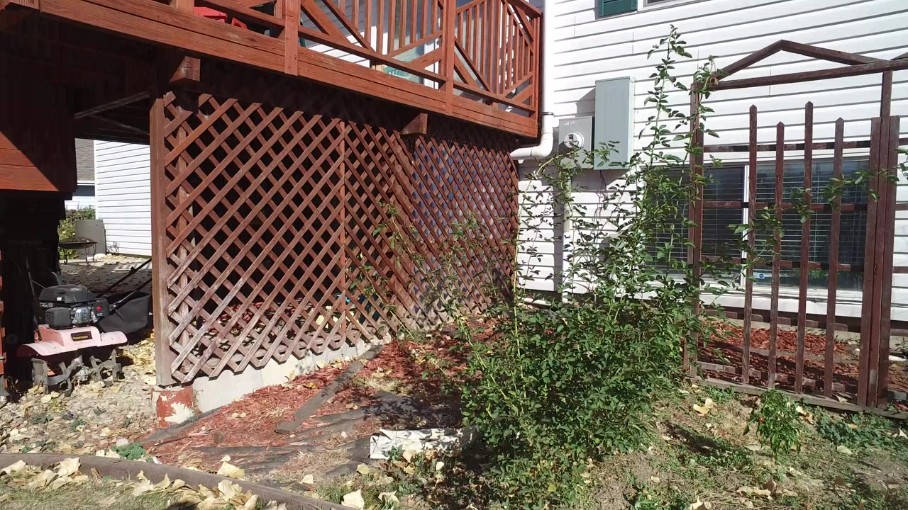 Sunny backyard with deck lattice, shrubs, fence, and house siding.