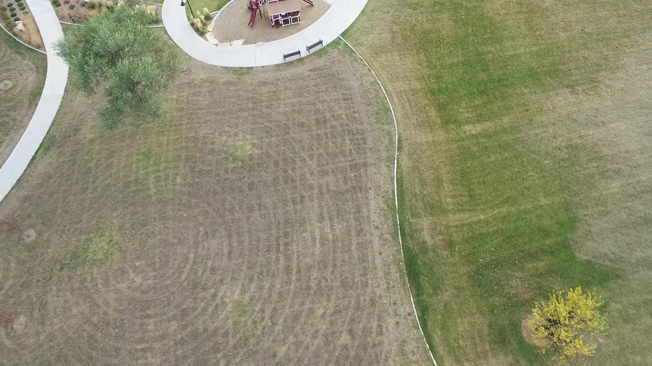 Top-down park view with mowed grass patterns, a curved walkway, a tree, and a small yellow shrub.