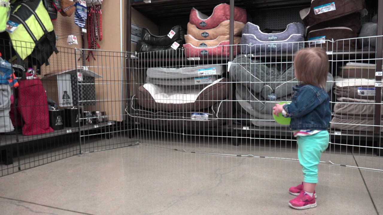 Toddler standing near pet beds in a store aisle.