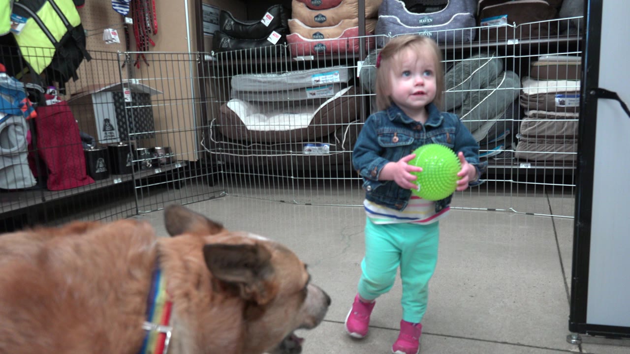 In a Denver shop, a young girl holds a bright green ball near wire fencing and pet supplies while a brown dog passes across the lower foreground.