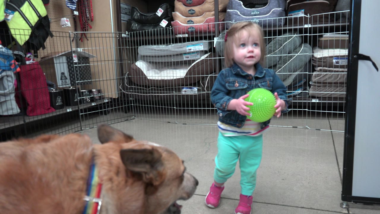 The young girl stands in the Denver shop holding the green ball with both hands as the brown dog remains low in the foreground and pet beds line the back wall.