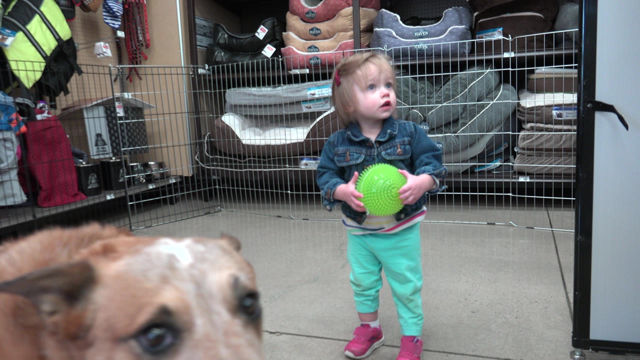 A brown dog's face moves close to the camera in the Denver shop while the young girl holding the green ball stands farther back near wire fencing.