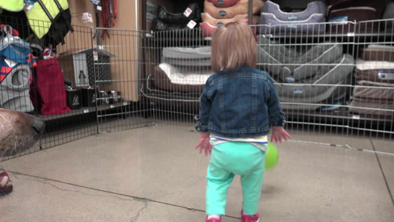 The toddler remains centered from behind in the Denver retail interior, arms slightly out as the green ball sits near the right side of their legs.