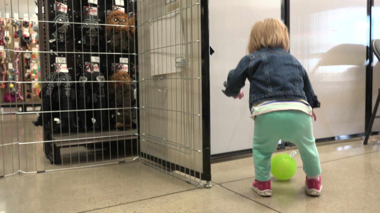 The toddler remains turned away from the camera as the green ball sits between her feet and the metal dog pens in the Denver indoor setting.