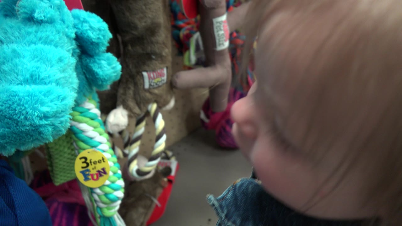 A close view in Denver, Colorado shows the toddler facing a dense shelf of rope toys, plush toys, and a bone-shaped item, with the child's profile partly visible.