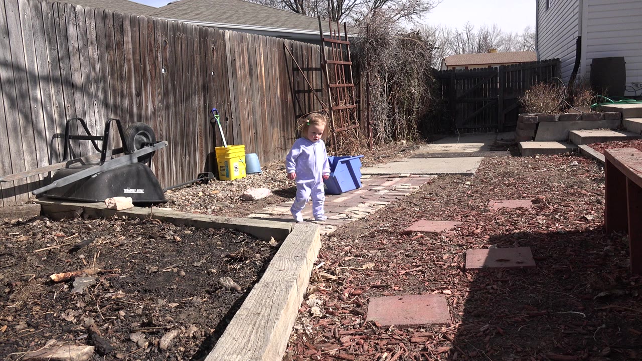 A toddler in a light purple outfit walks from the rear of a fenced Westminster, Colorado backyard toward a mulch path in bright daylight.