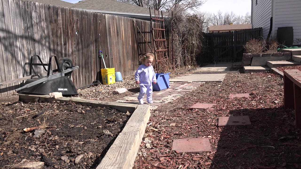 The toddler continues forward across the Westminster backyard, passing a garden bed and yard tools along a weathered wooden fence.