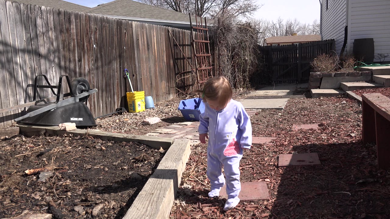 Toddler standing in a backyard garden path near soil beds and a wooden fence.