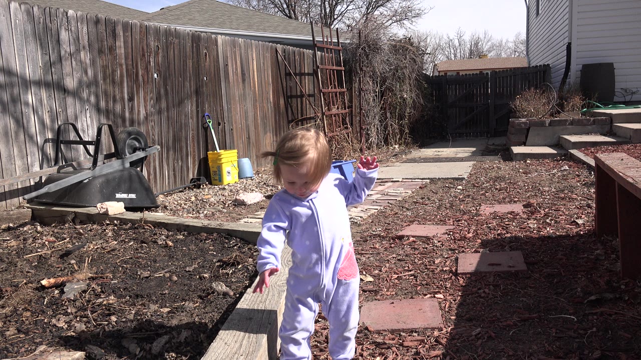 At 0:02 in Westminster, Colorado, the toddler has moved closer and raises one arm for balance while walking past the garden bed, with bright sun across the fence and ground.