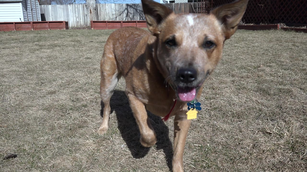 A tan dog with a white mark on its forehead stands near the ground-level camera in a Westminster, Colorado yard, with dry grass, fencing, backyard structures, and no visible people.