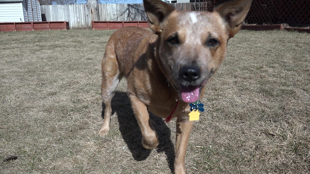 Dog close-up in sunny fenced yard