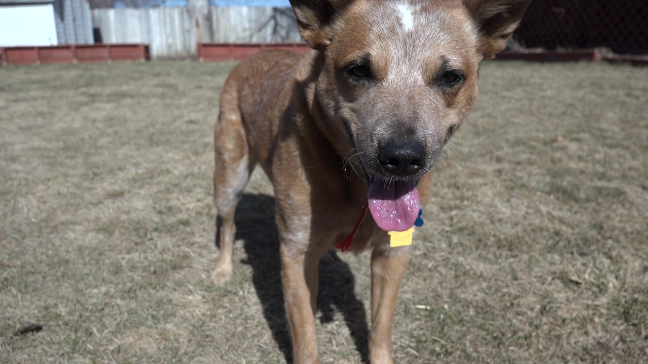 A brown dog with a collar and tags stands close to the camera on dry grass in Westminster, Colorado, with fencing behind it and no visible people.