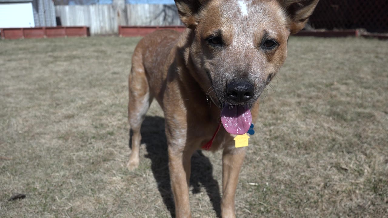 A close view shows the brown dog's face, upright ears, and hanging tongue on a dry grassy area in Westminster, Colorado, with fence panels in the background and no visible people.