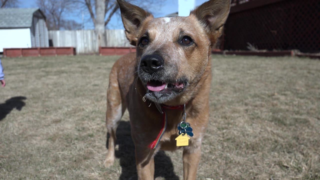 Tan speckled dog panting in a grassy yard.