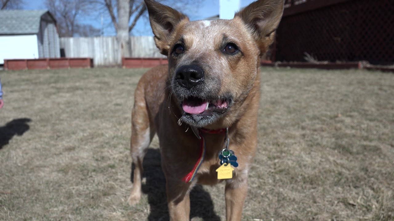 The dog remains close to camera in Westminster, Colorado, looking slightly to the side while panting in hard sunlight against a fenced yard.