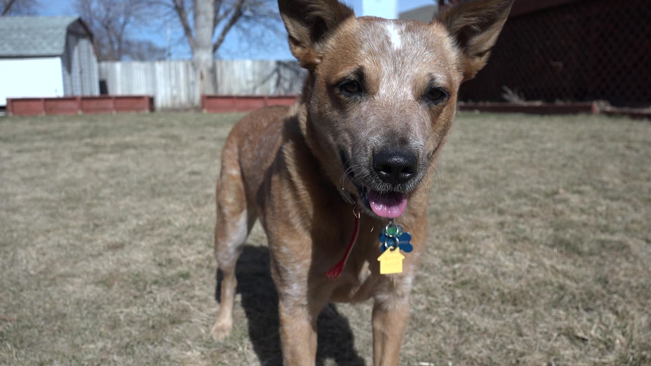 At 0:00, a tan medium-sized dog stands near the camera in a Westminster, Colorado grassy yard, with collar tags visible and no visible people.