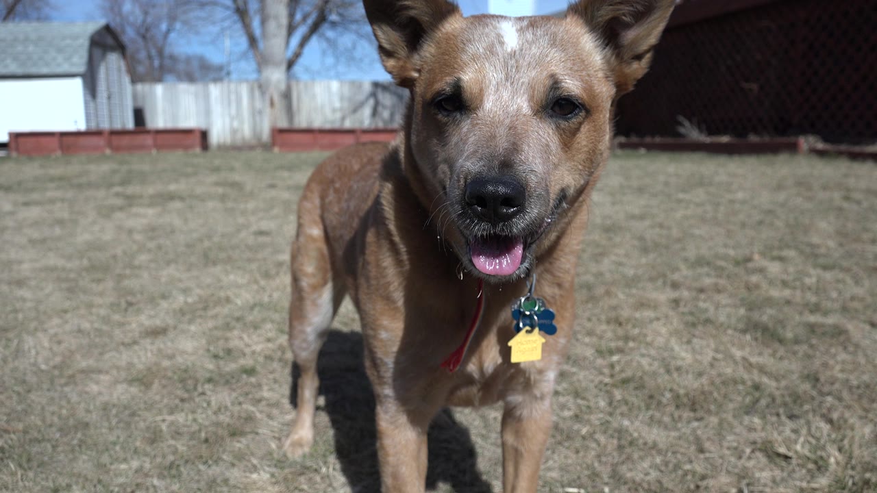 Tan dog facing the camera in a backyard