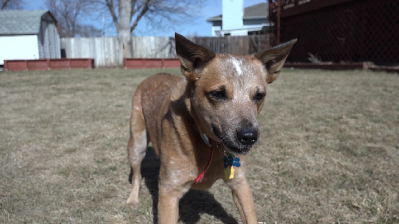 Brown dog with upright ears stands close to the camera on dry grass in Westminster, Colorado, with fences, sheds, houses, bare trees, and no visible people.