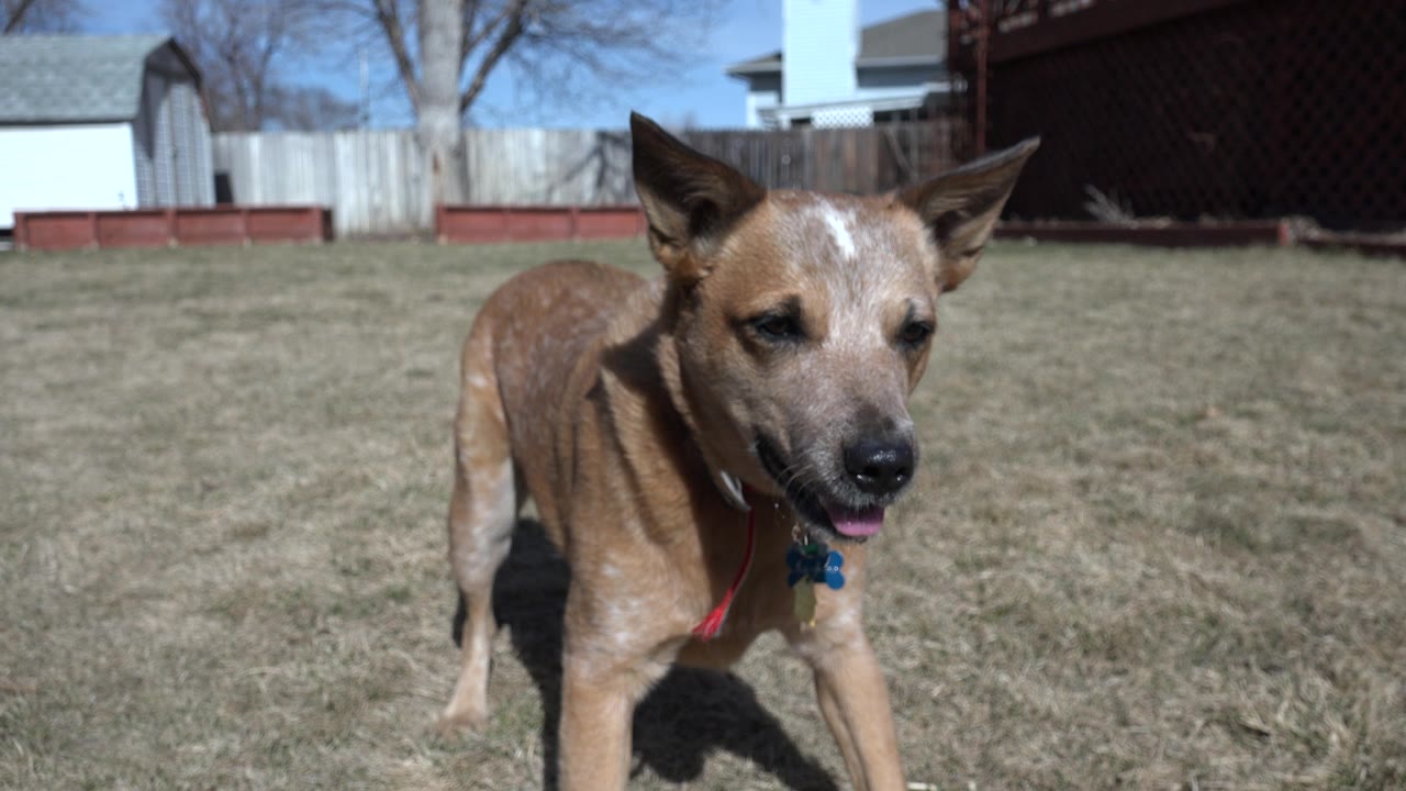 Dog standing in backyard with mouth slightly open