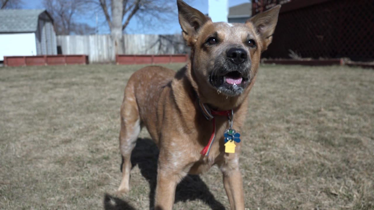 Tan dog panting on a sunny grass yard.