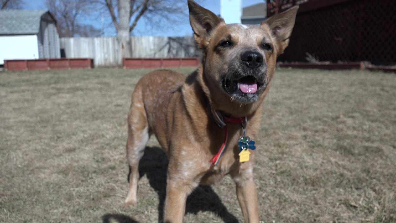 The dog stands slightly left of center near the low camera in Westminster, Colorado, panting with its collar tags visible against a dry grass yard and no visible people.