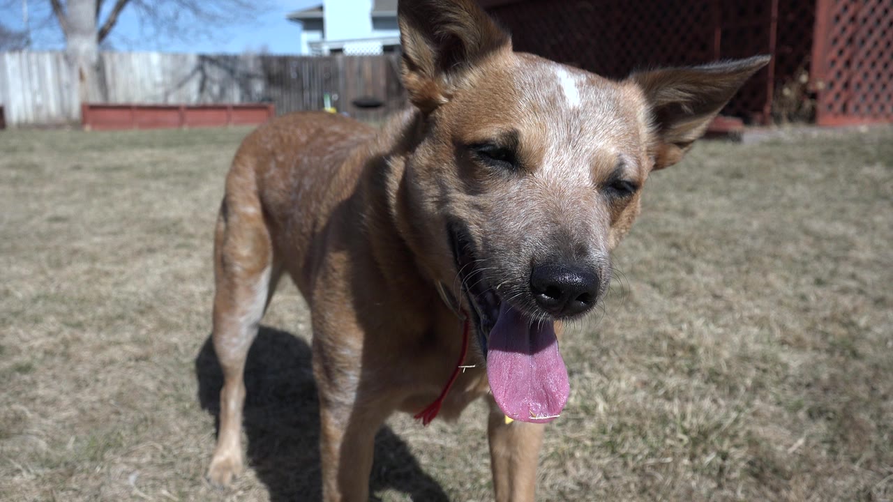 Brown dog standing close to camera on dry grass.