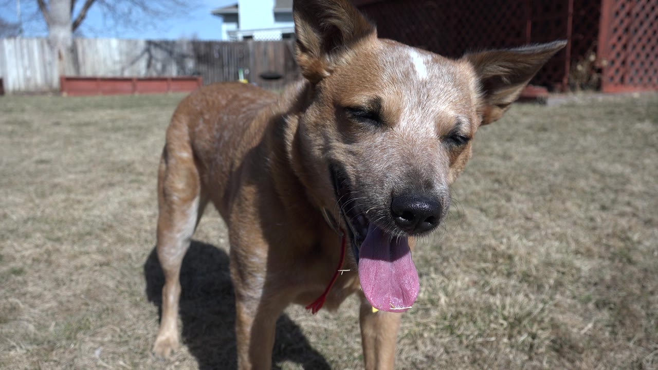 At 0:01, the dog remains near the lens with ears raised and tongue visible, standing on dry grass in the Westminster, Colorado residential yard with no visible people.