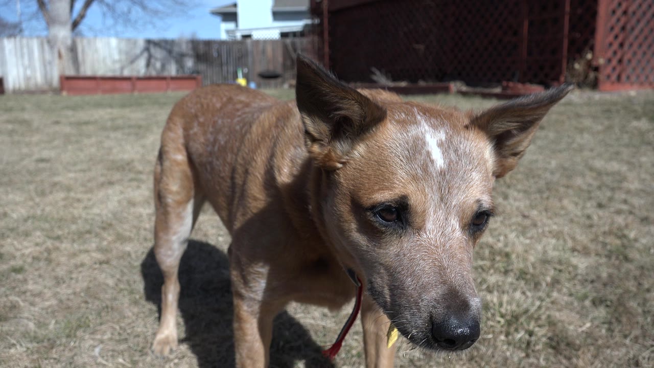 At 0:01 in Westminster, Colorado, the brown dog stays in the foreground with its muzzle down, ears spread wide, collar tags visible, and no visible people.