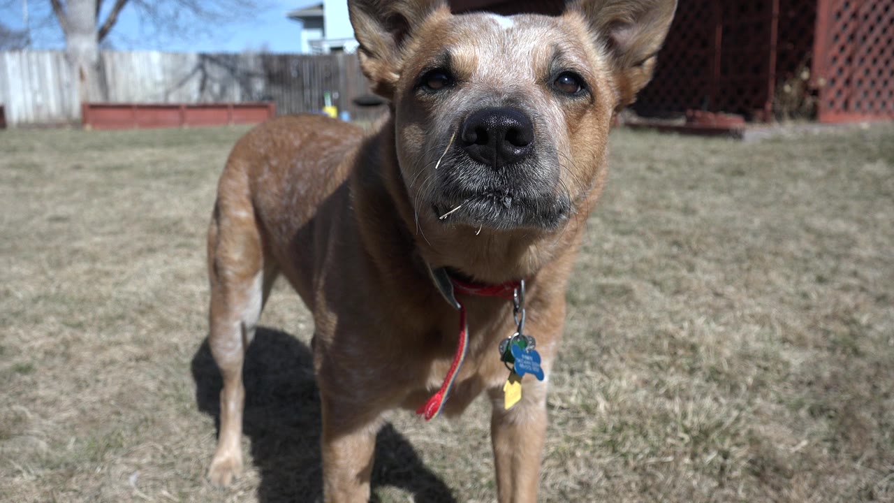 Small brown dog close to the camera in a dry backyard.