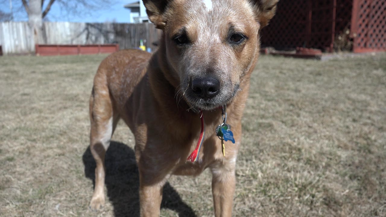 The dog remains centered near the lens in the Westminster backyard, with its collar and dangling keys or tags visible and no visible people.