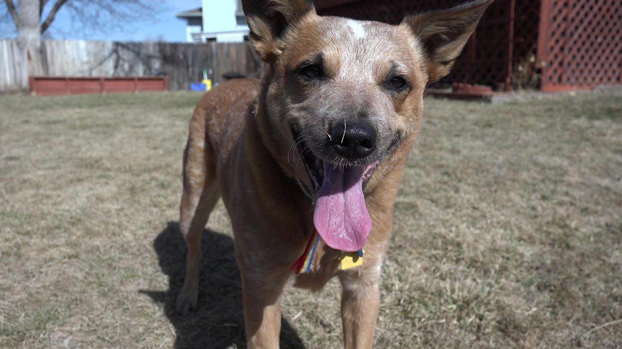 Tan dog panting in a backyard