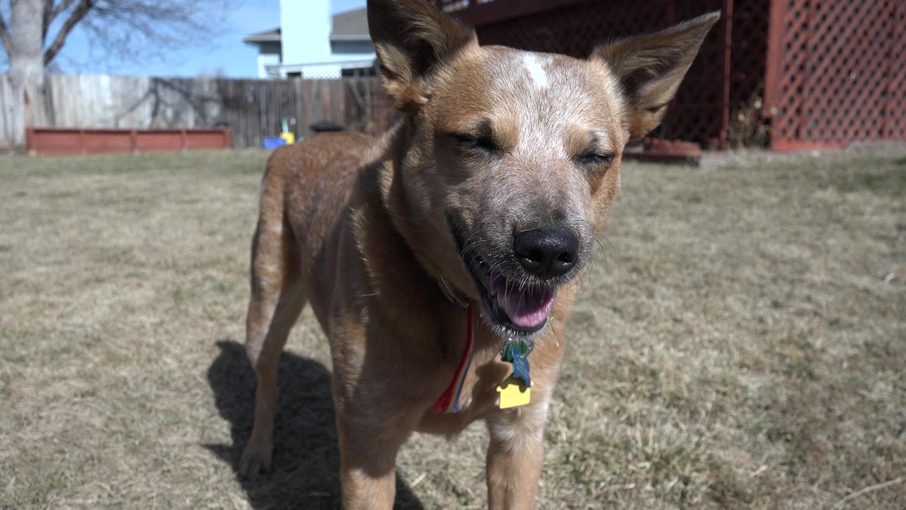 Small brown dog standing on dry grass near the camera.