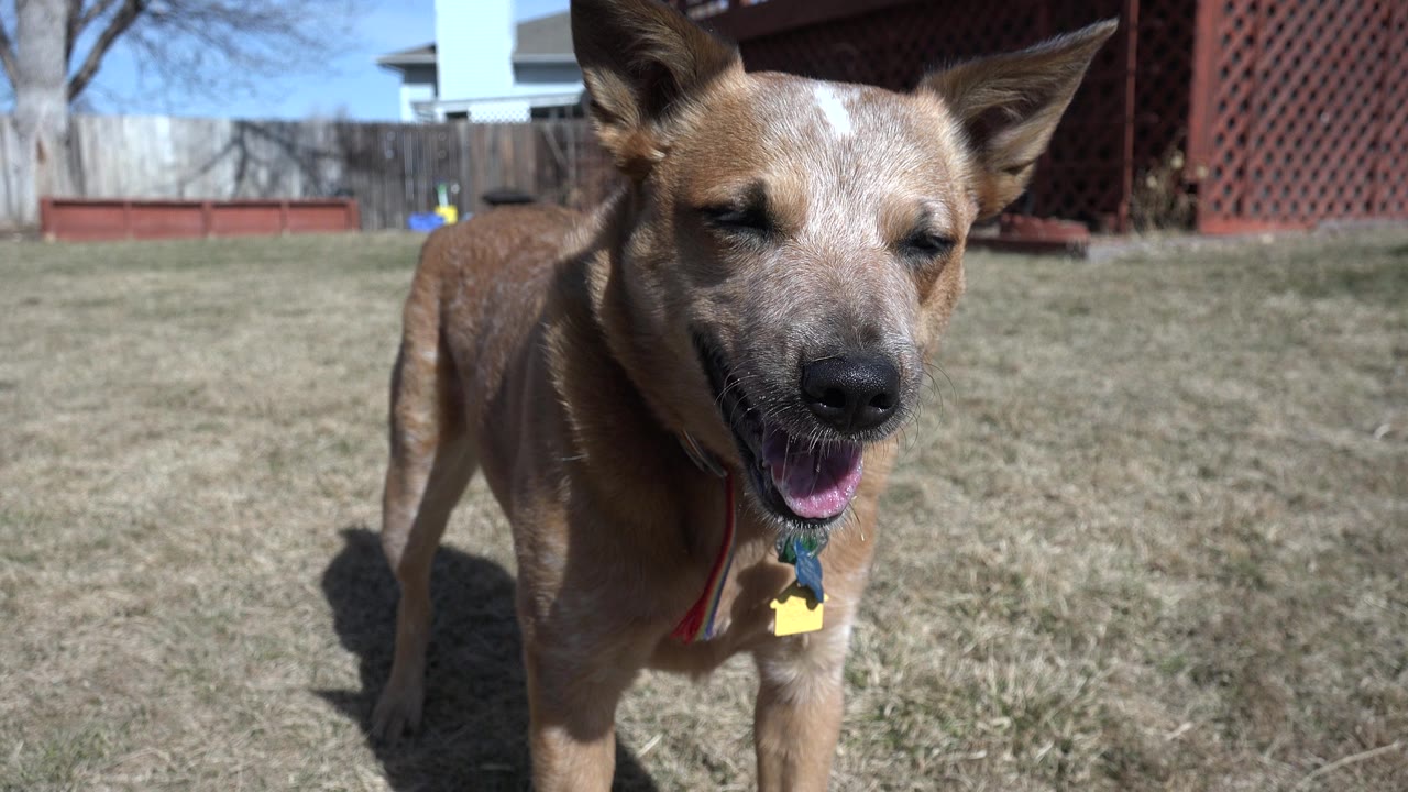 Small brown dog faces the camera with its mouth open on a dry Westminster, Colorado lawn, backed by a wooden fence and bare trees with no visible people.