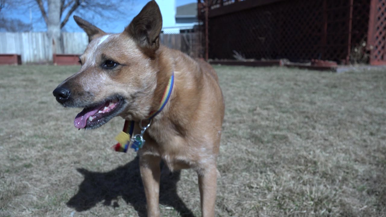 Tan dog in Westminster, Colorado stands on dry grass facing left, wearing a collar and tags, with a fence and dark red structure behind it and no visible people.