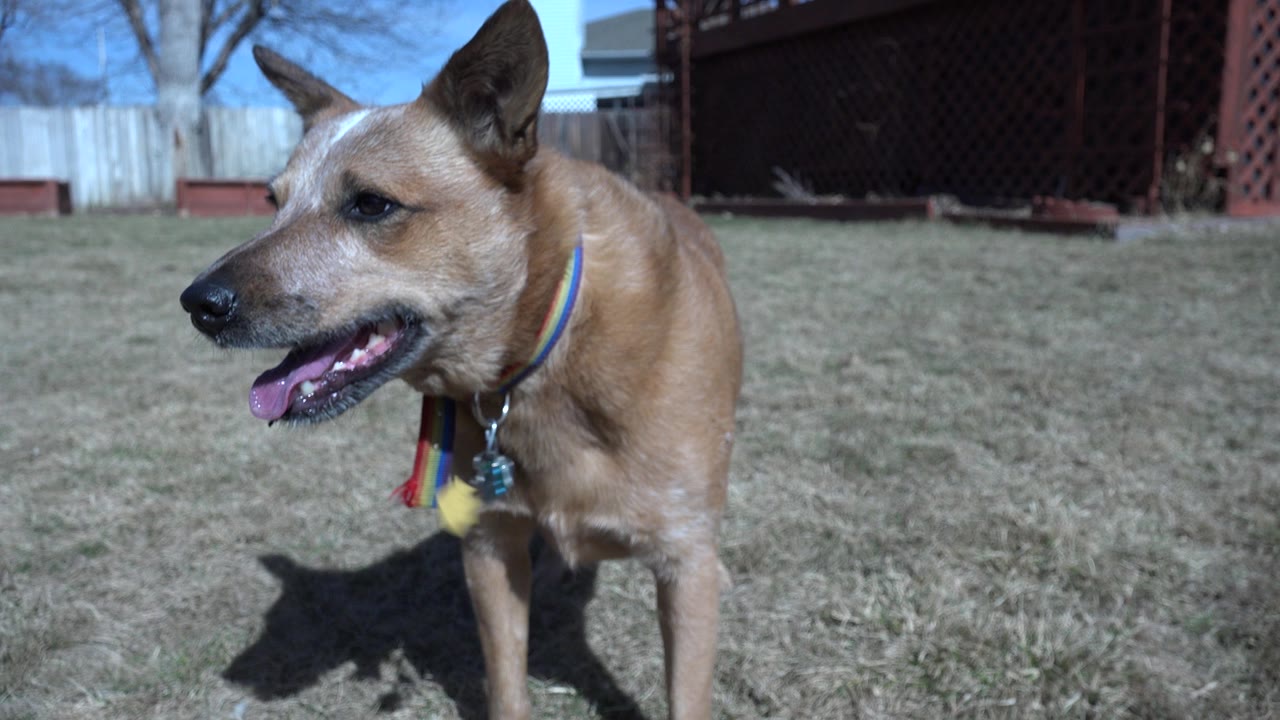 Dog in Westminster, Colorado pants with its head turned left, blue collar visible, standing in bright sun on dry grass with no visible people.
